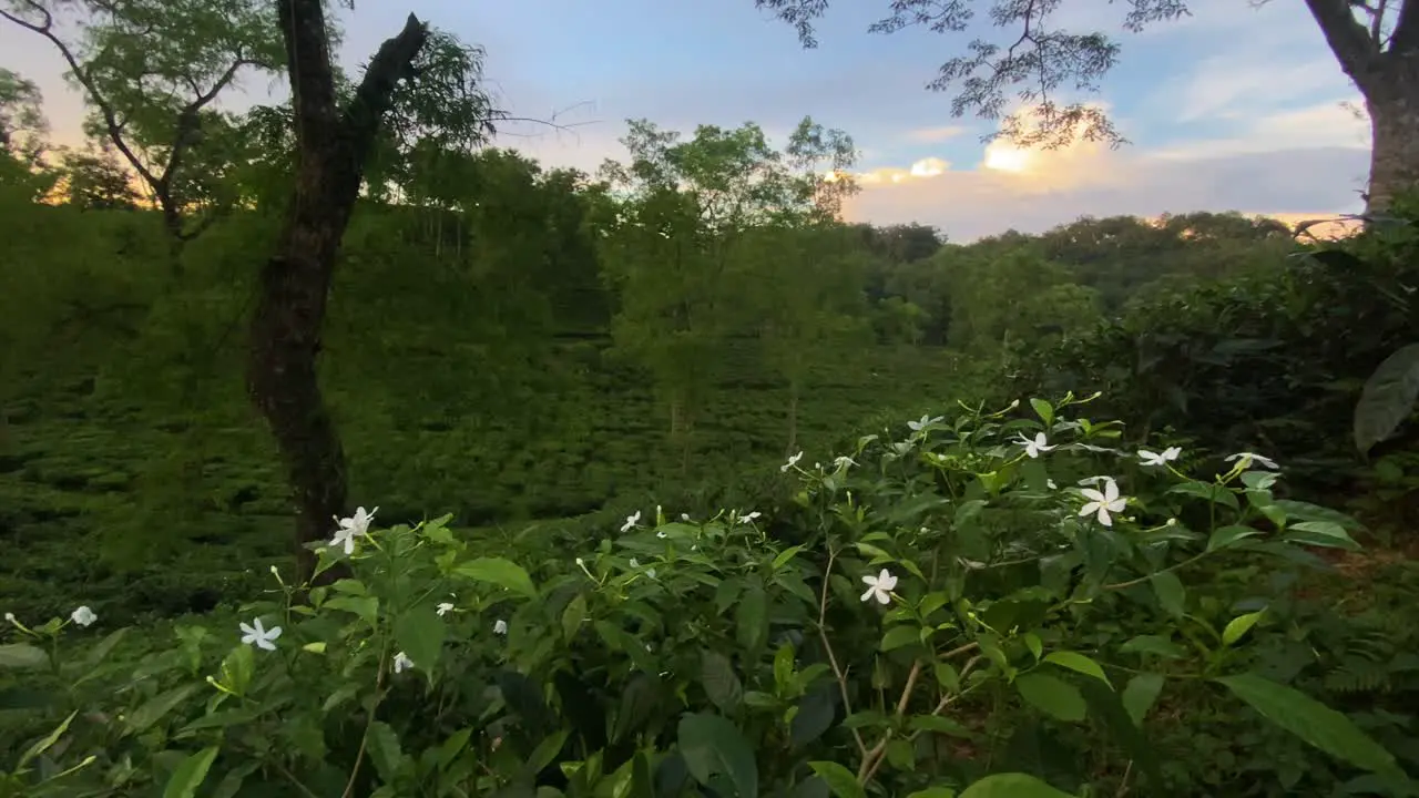 Blooming flower plant at tea state in endless green vibrant landscape pan left view