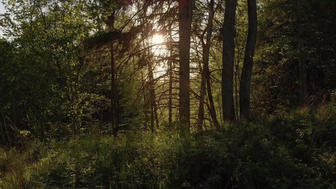 Serene sunset sunlight filters through branches in forest dolly right