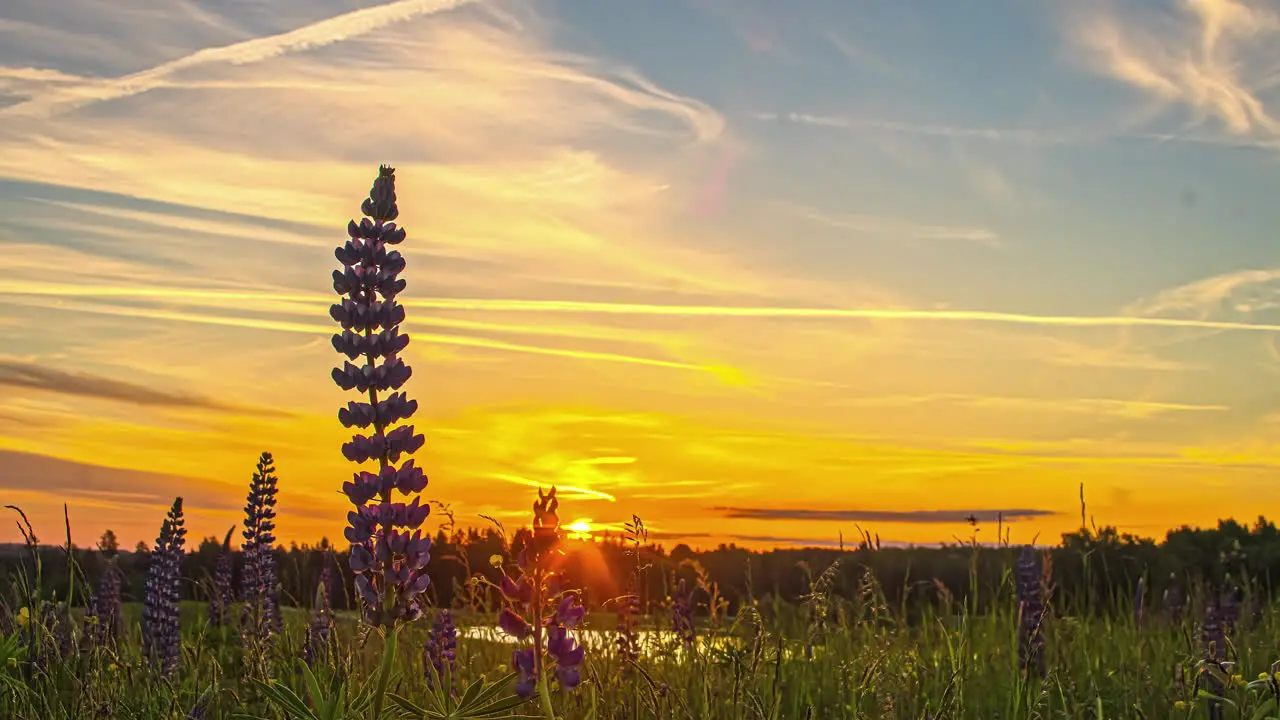 Lavender flower moving with wind at sunset time