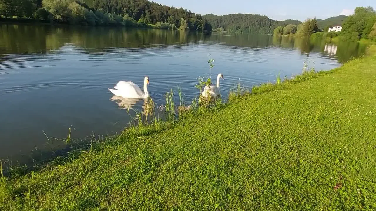 Swan family swimming and searching for food at fish pond beside green meadow