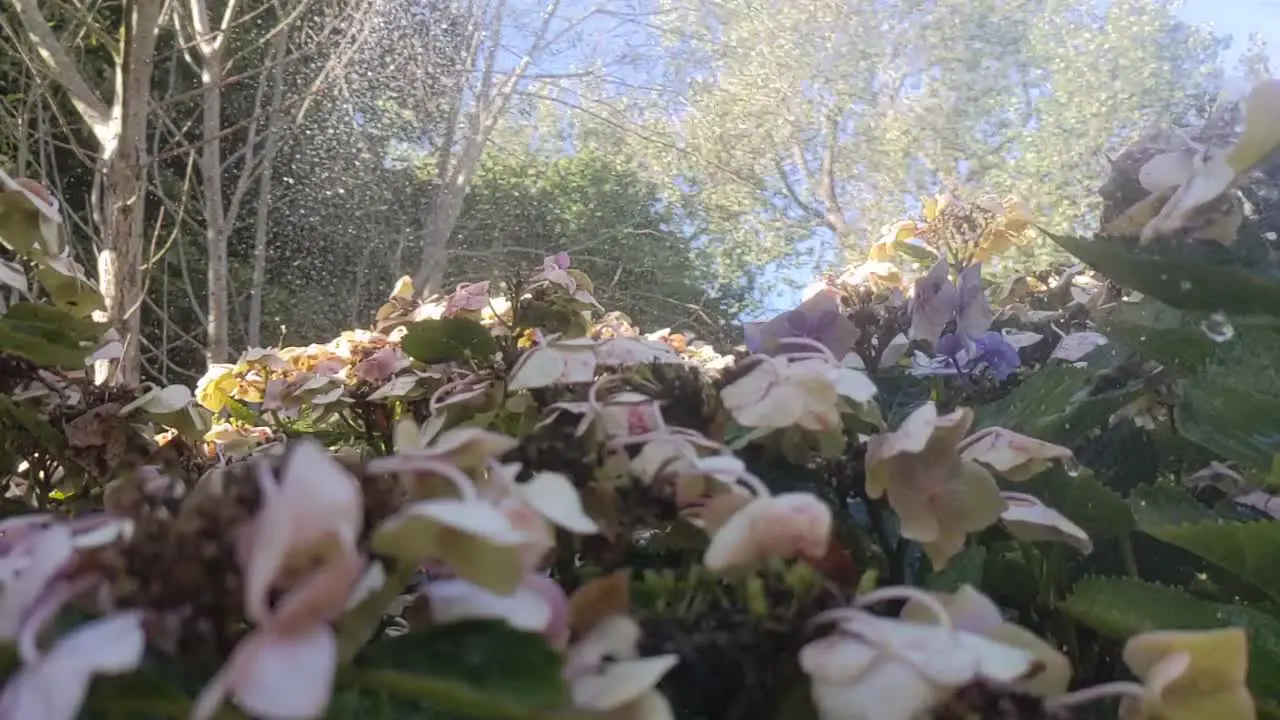 Slow Motion Sprinkler Watering Hydrangea on Hot Sunny Day UK