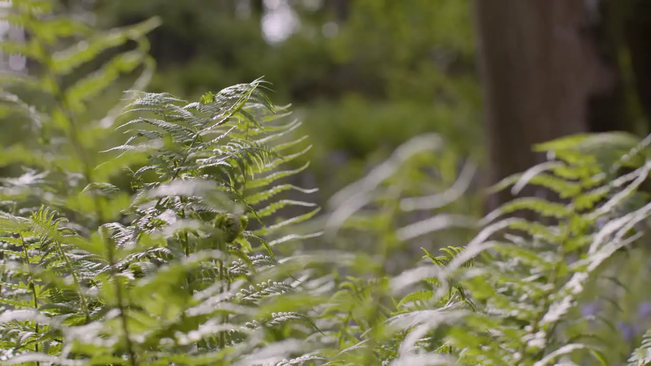 Close Up Spring Summer Woodland With Ferns Growing In UK Countryside 2