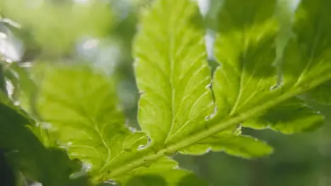 Close Up Of Sun Through Leaves And Branches In UK Woodland Countryside