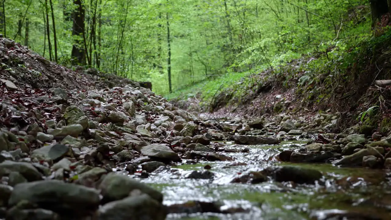 Creek in the forest in spring