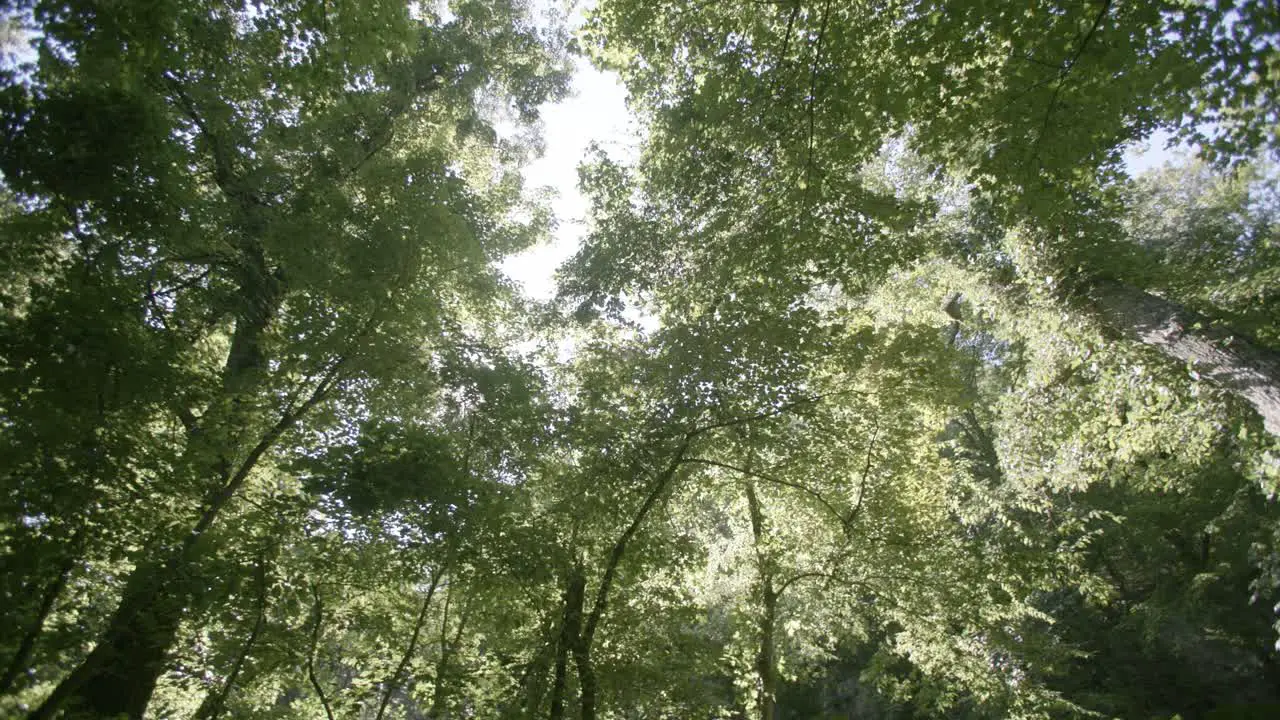 Camera footage rotating around the forest pointing up with the sun peeking through the tops of the trees