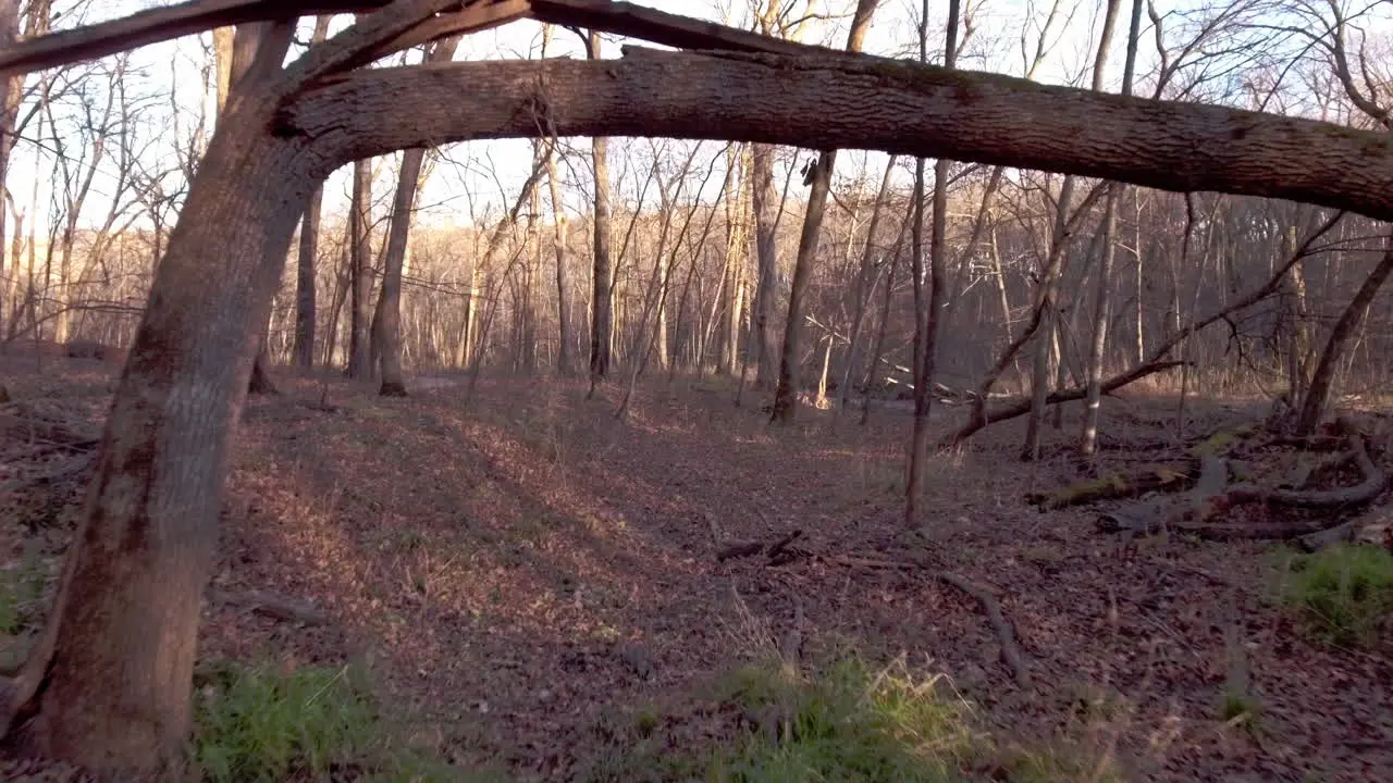 Aerial flythrough of woods in late fall