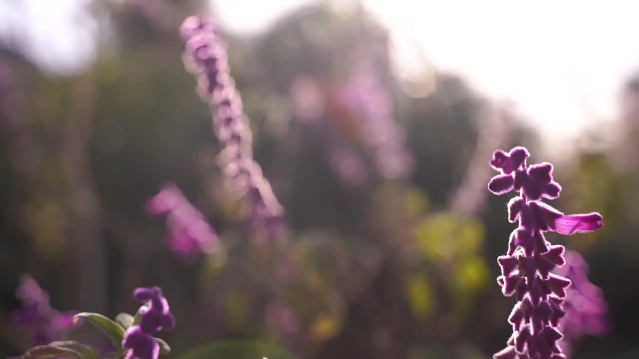 A handheld camera shot that switches focus from purple flowers in the foreground to purple flowers in the background