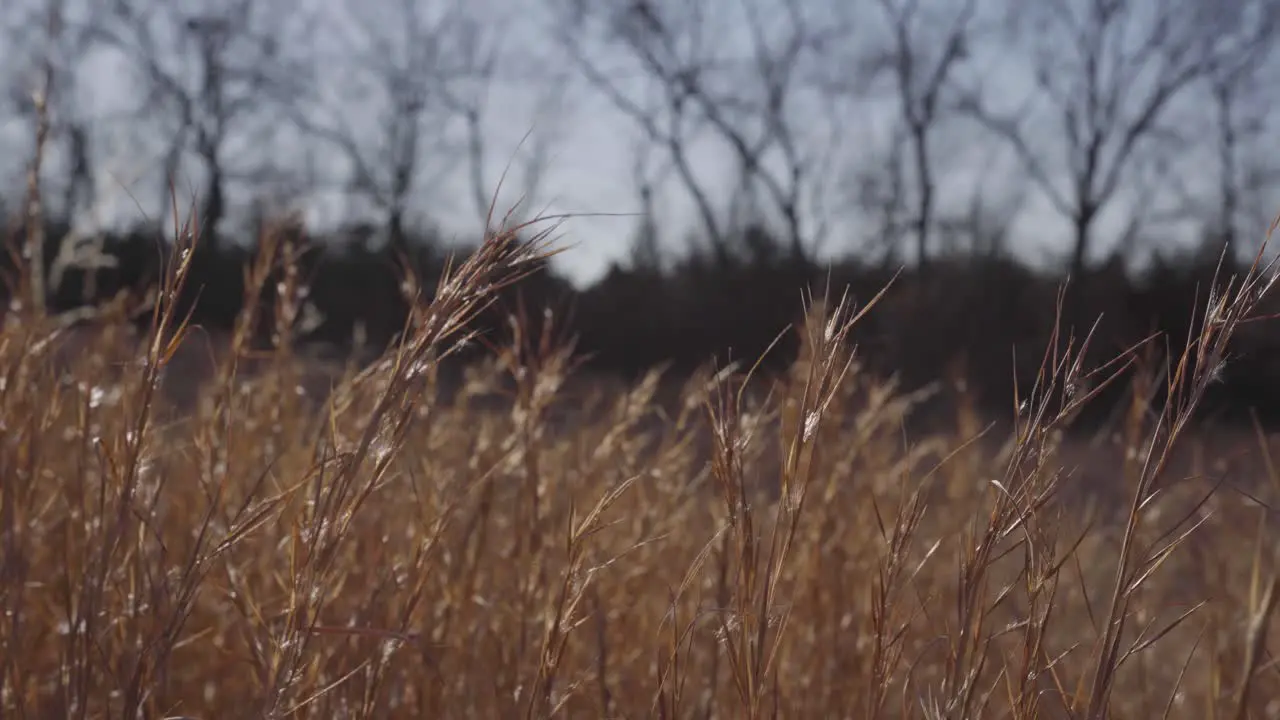 Tall grass Blowing in the wind