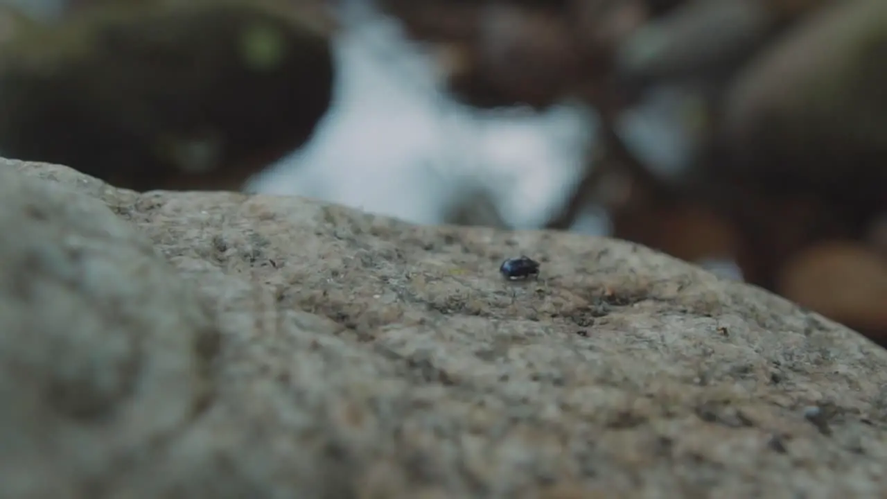 little bug walking on a rock