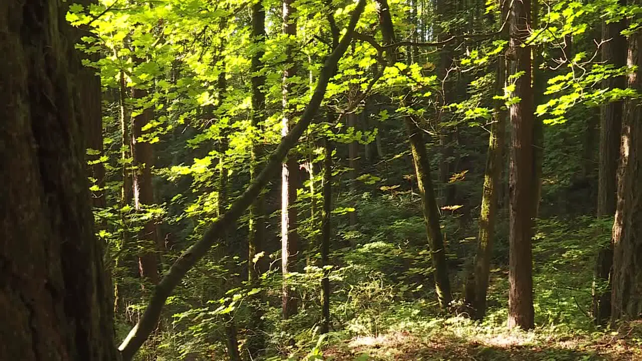 PANNING SHOT OF TREES IN A FOREST