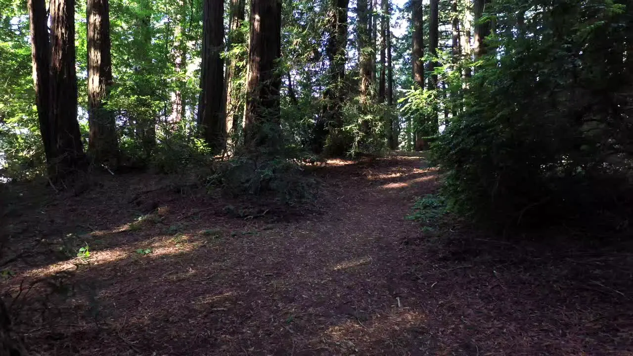 A rock steady pass through the trees of a wonderful forest and natural surroundings