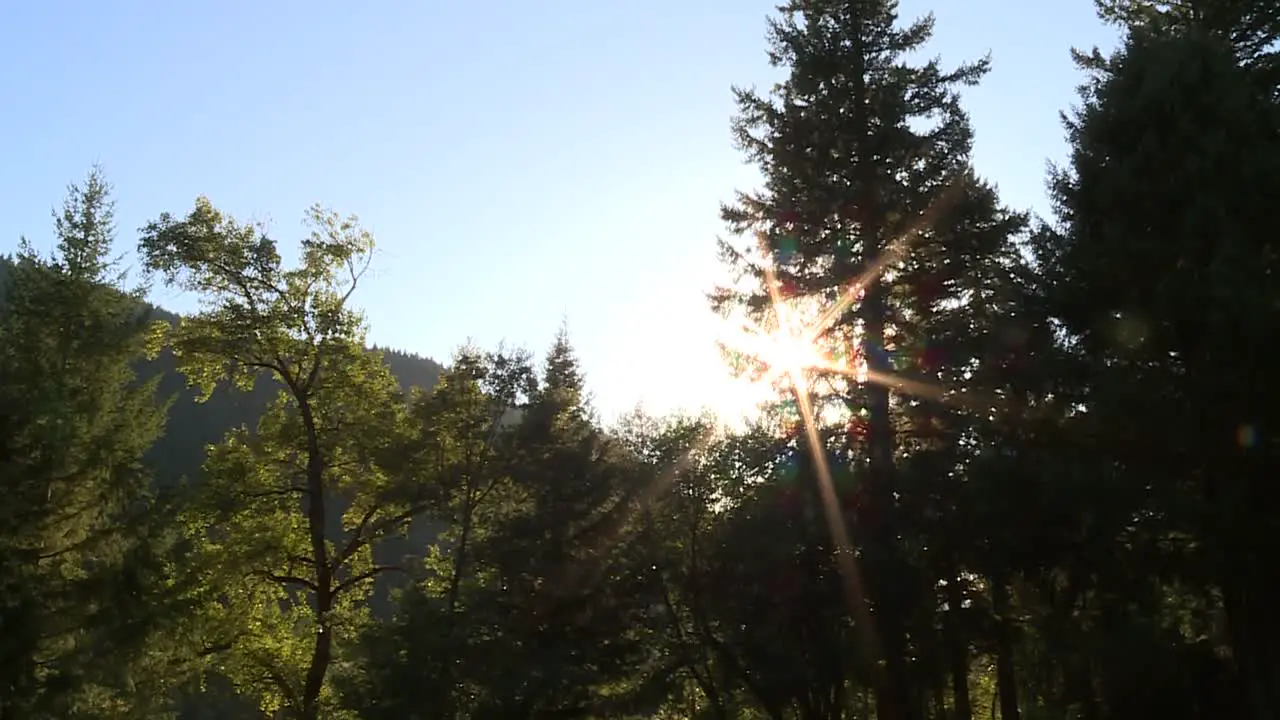 SUN PEAKING THROUGH BRANCHES IN FOREST