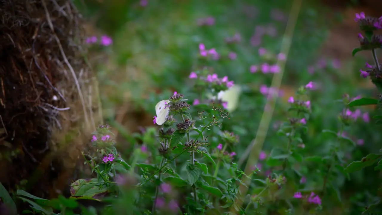 Close up of a white butterfly flying in slow motion in nature in 4k-7