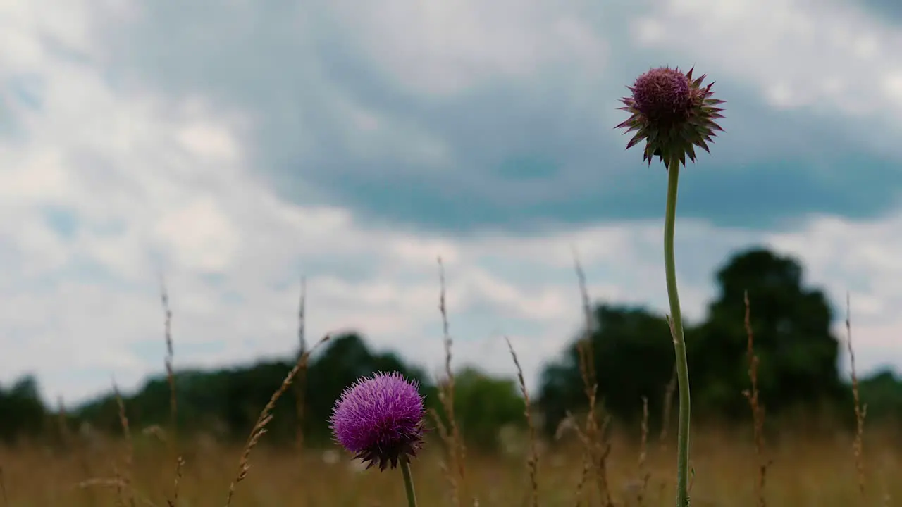 Close up of flowers in field