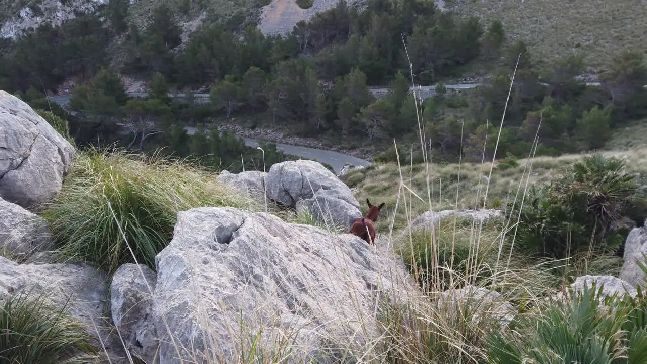 Majorcan wild goat Capra aeagrus hircus