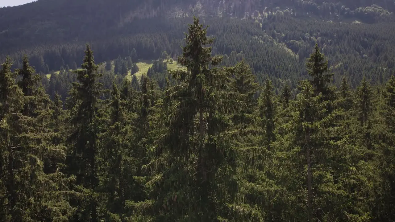 Trees in Switzerland during summer time