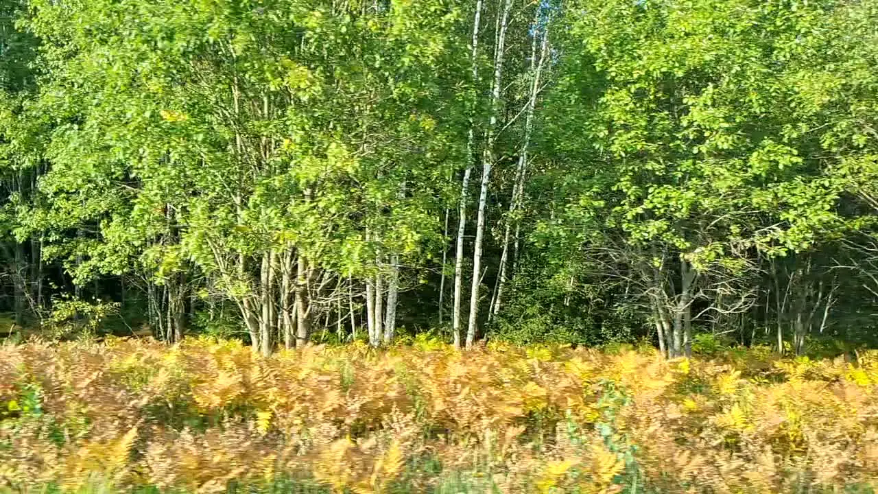 Slow motion while driving