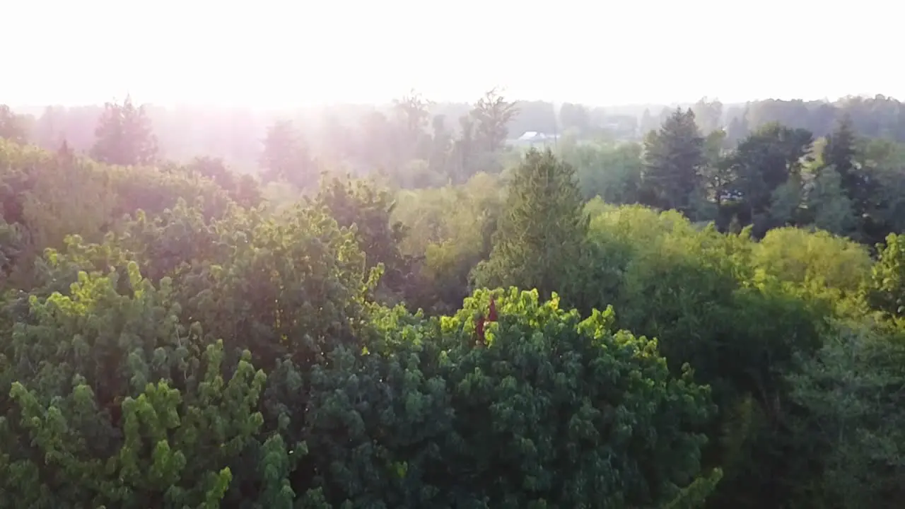 Aerial of a forest during a sunset