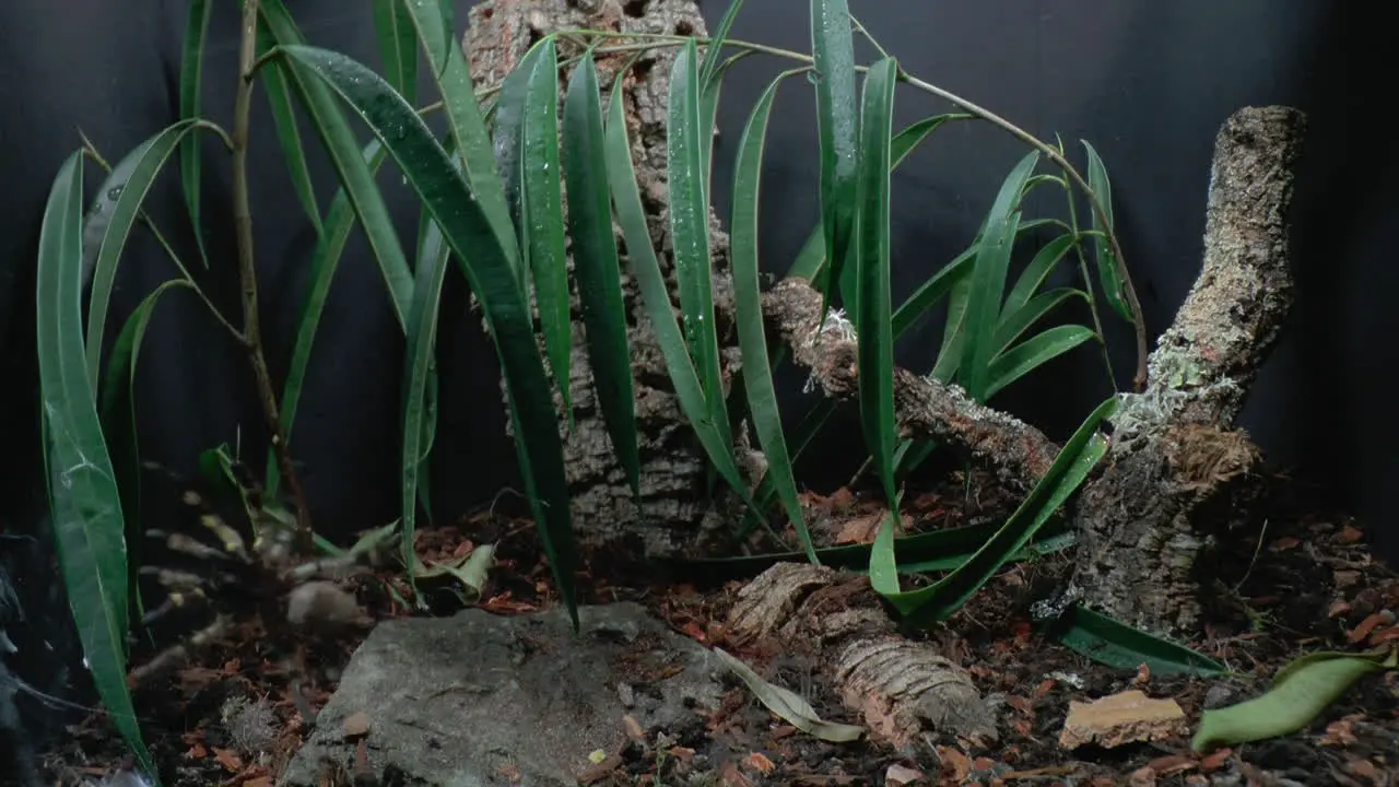 Front close up view of walking Tarantula