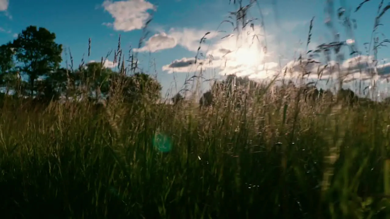 Slow motion sun shining through field