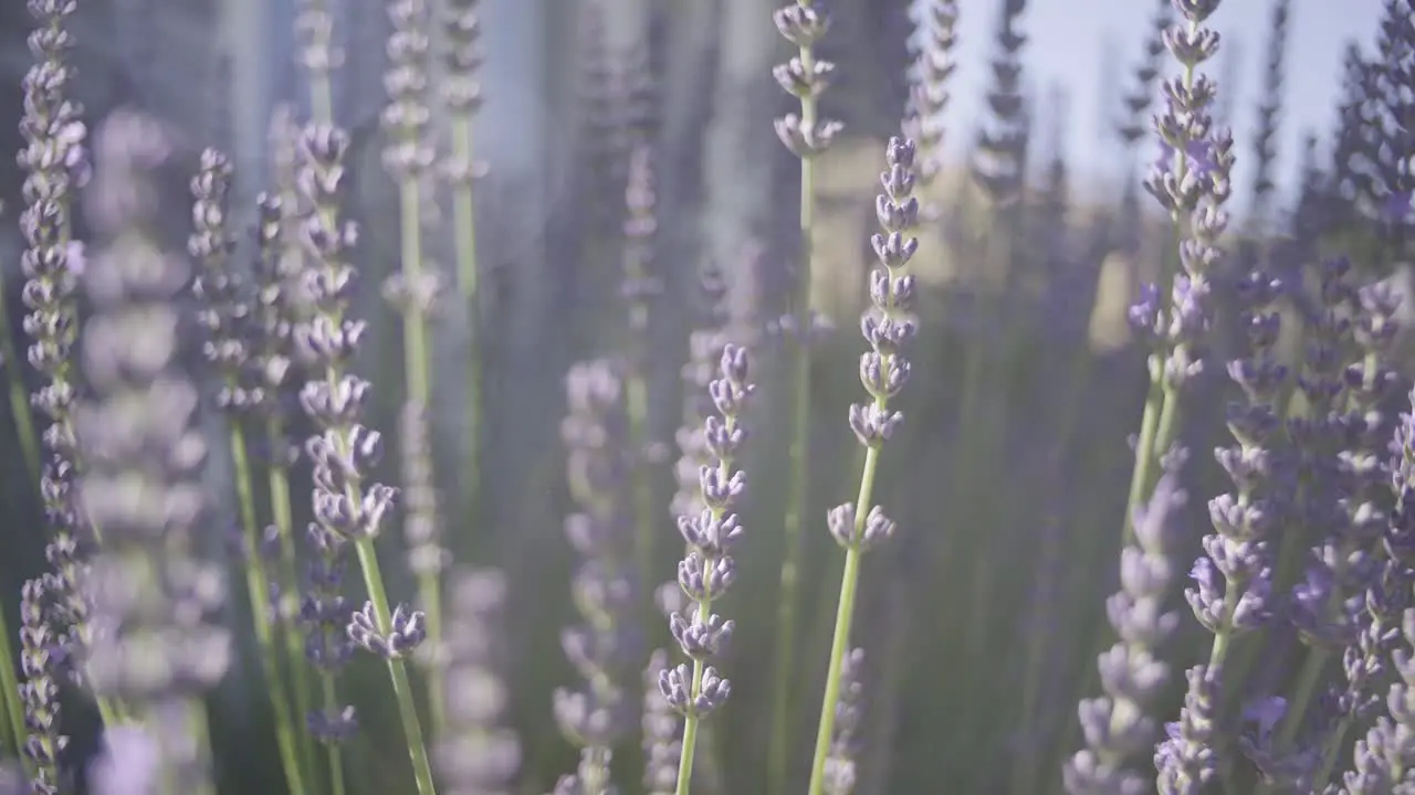 pulling out from the lavender flowers to the sun