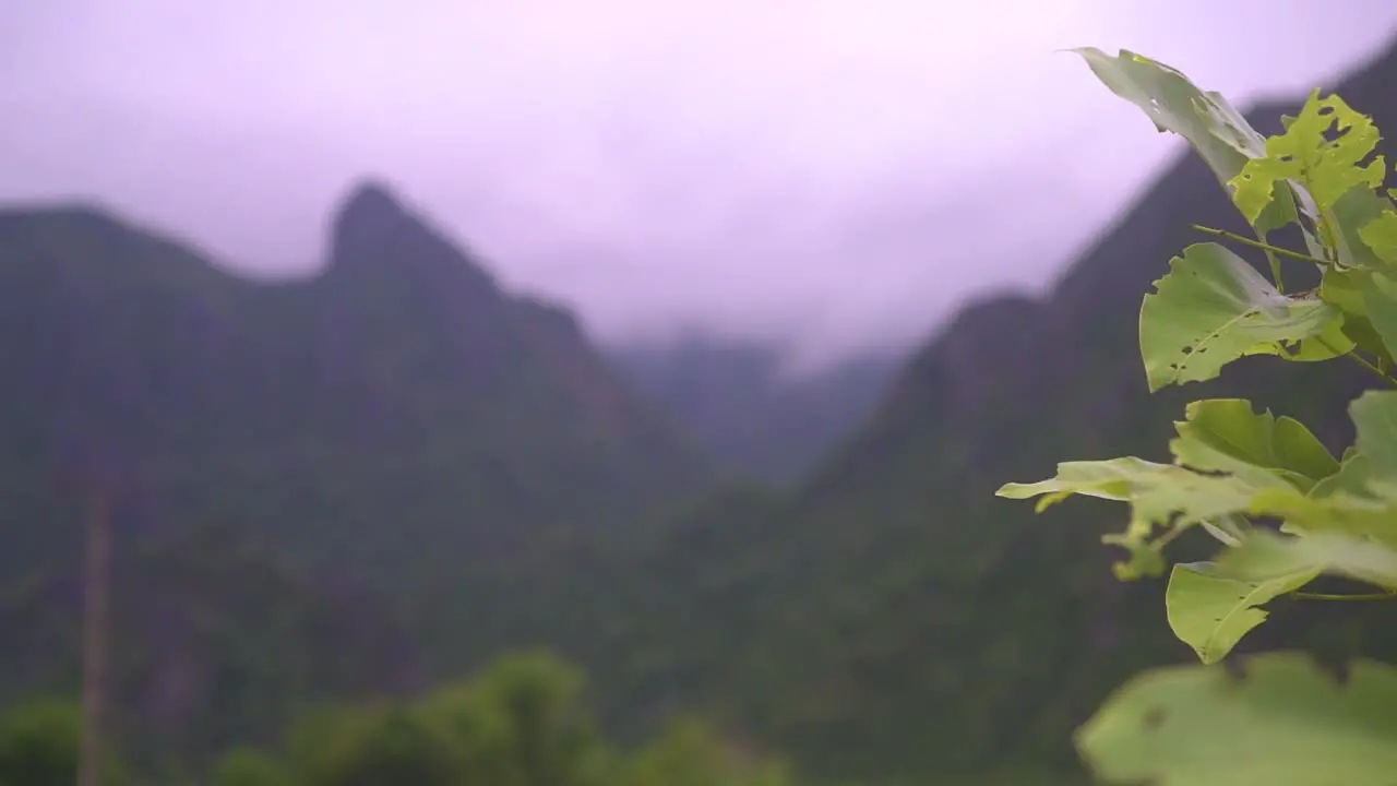 Camera panning from leaves from a bush to the background with cloudy mountains