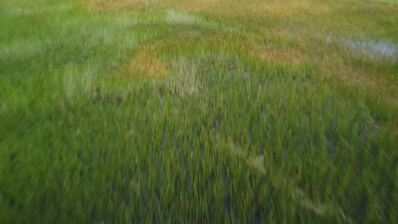 Fields of reeds on Lake Titicaca Drone shot