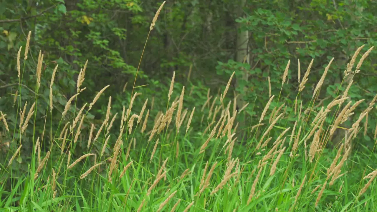 Wild wheat in the bush