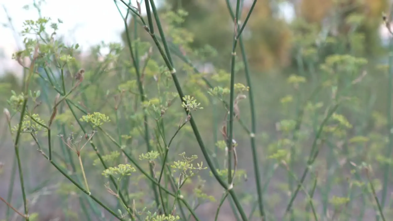 Slow motion shot of isolated low plant with blurry background in the fields medium shot 120fps