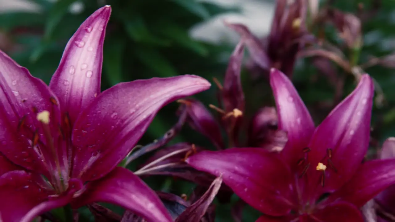 Flowers in garden sliding shot