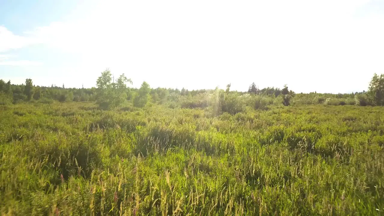 Aerial of tall field grass during a sunset