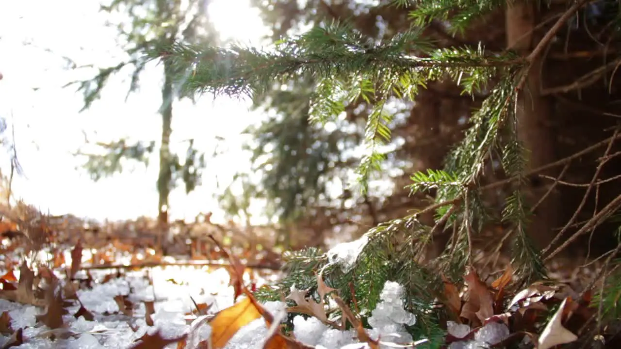 Trees & Snow