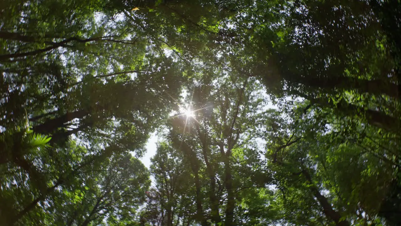 FISHEYE SHOT OF TREES IN A JUNGLE IN MEXICO