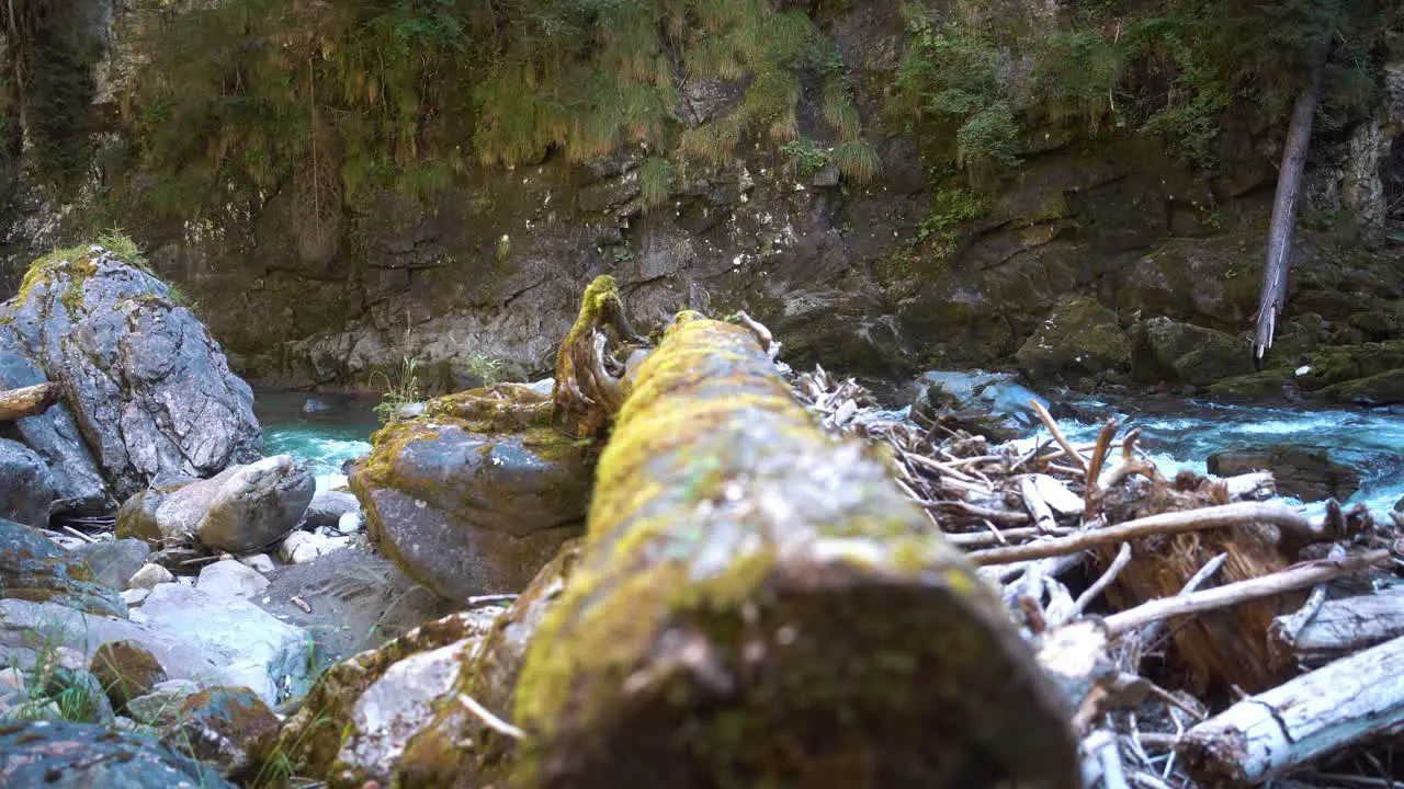 a blue cold and clear mountain river flows through a gorge in the alps with a tree trunk in the foreground