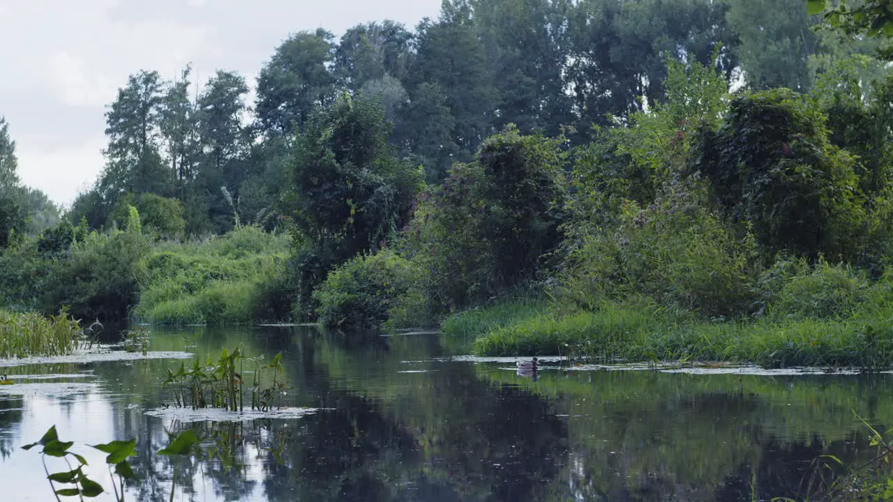 Duck swimming in pond in beautiful fairytale garden