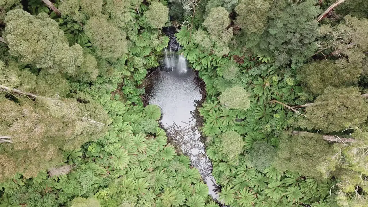 Drone arial over waterfall rising and looking down with trees and ferns all around