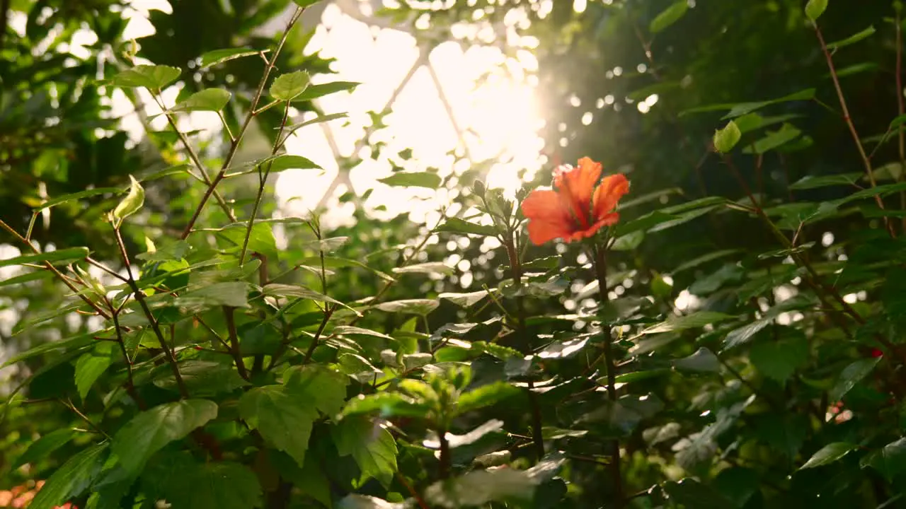 red blossom with shiny sun light