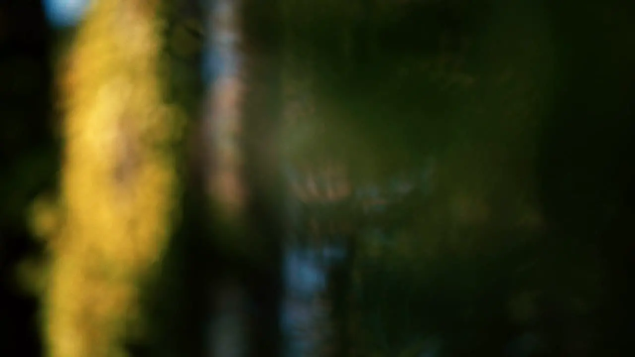 Nature Trees with a rack focus to blue berries