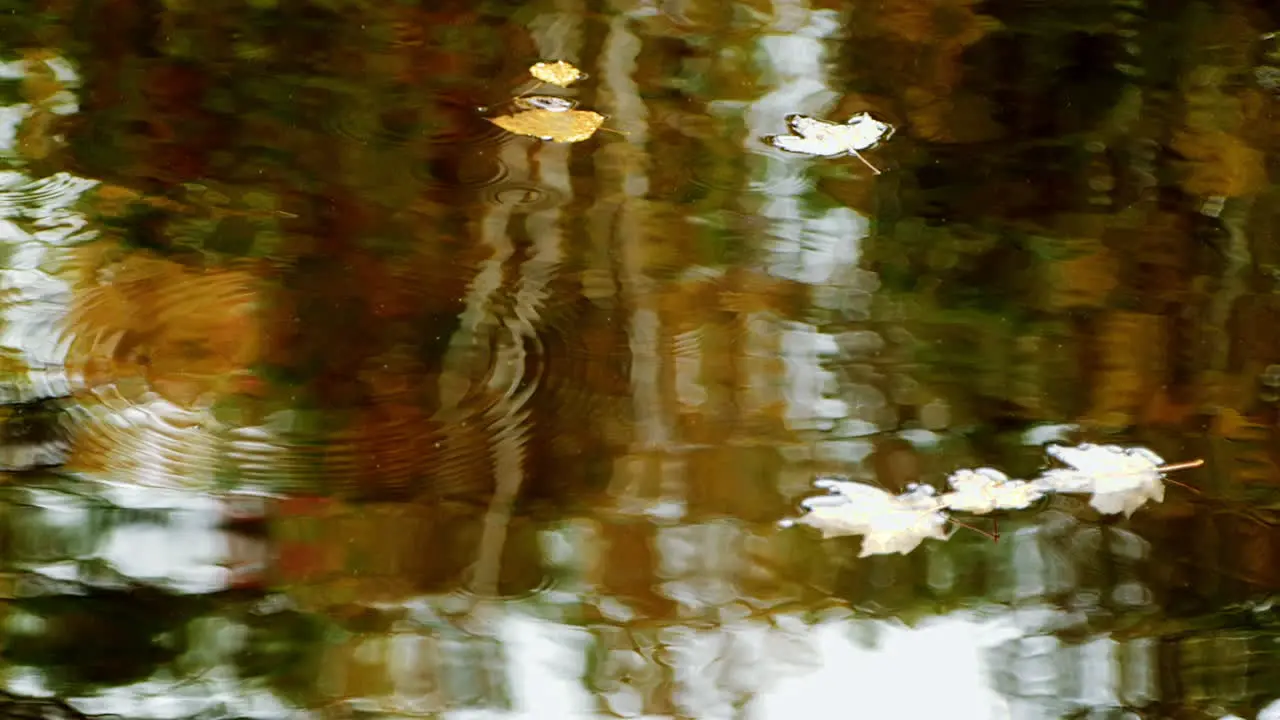 Fall leaves in water with raindrops falling near them