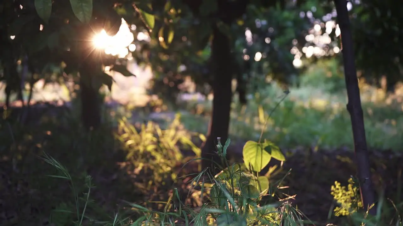 Green and bright garden with many plants and flowers at sunrise and sunset in slow motion