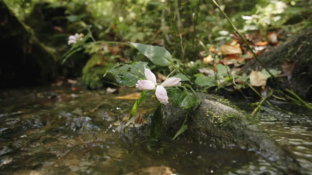 Slow motion footage of a flower that is growing out of a rock in a stream that is flowing past