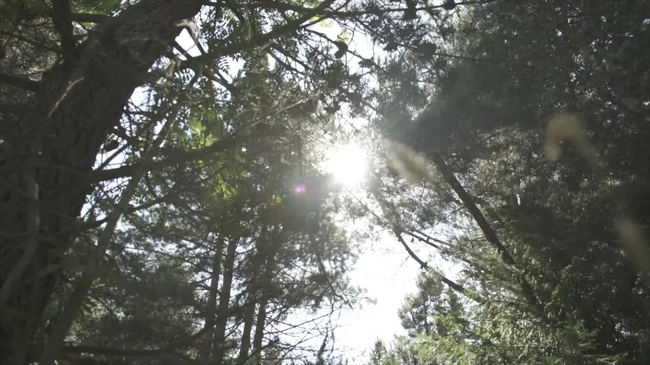 shifting focus from the stem of a plant grass on the ground to the trees low angle of the forest