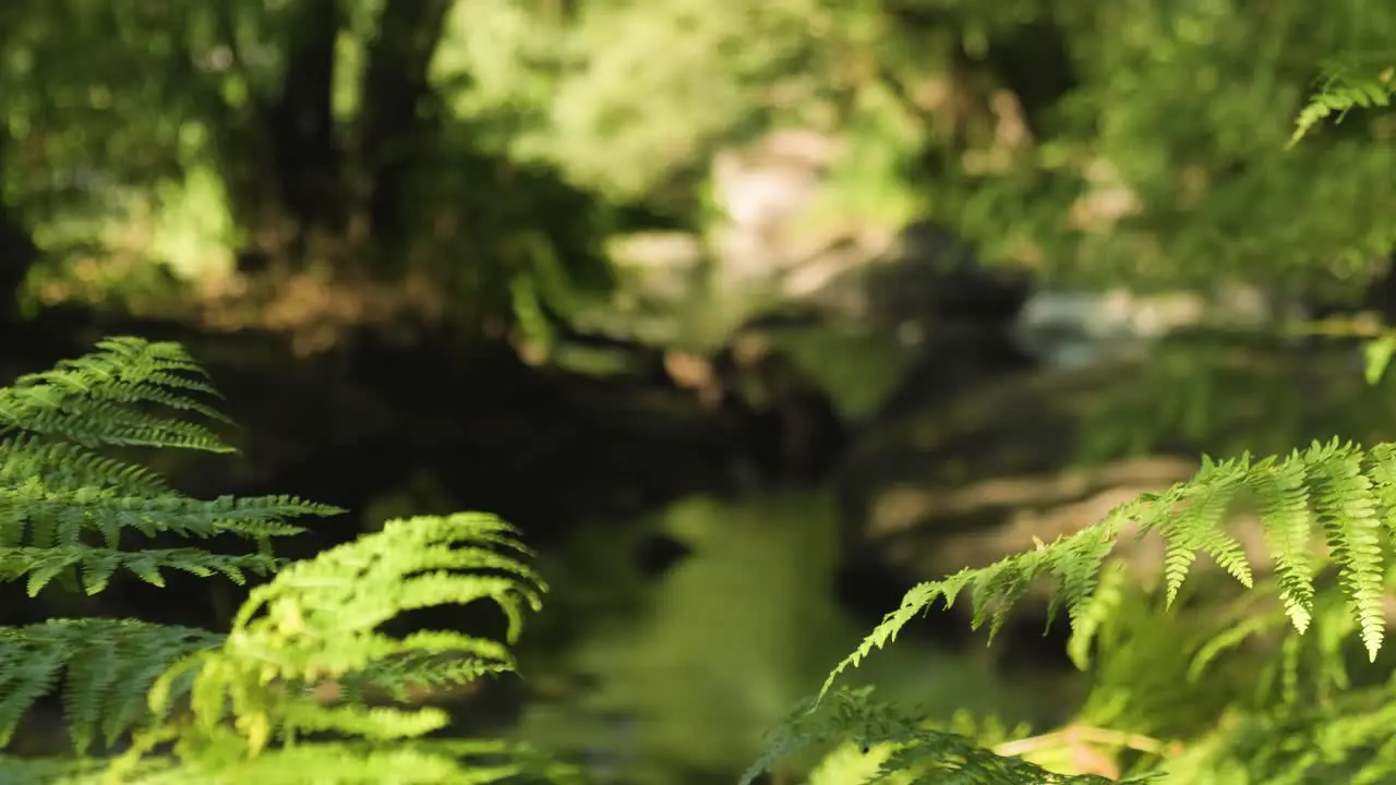 Close up Lush foliage gently sways in the breeze Nature landscape blurred background