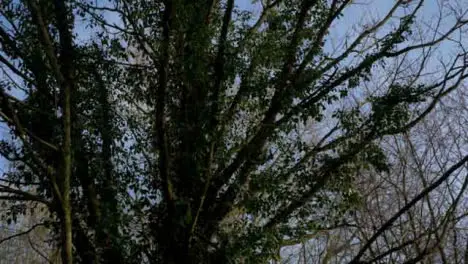 Tracking Shot Looking Up at Tree In Woodland Area