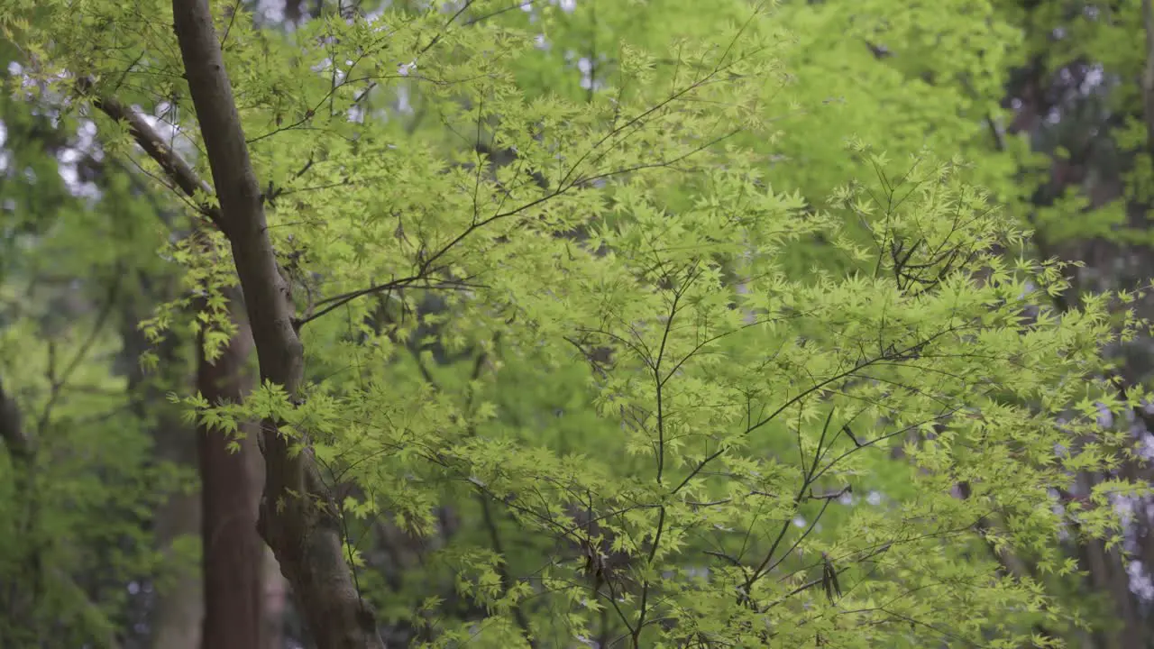 Maple trees in the breeze Slow Motion Shot Japanese Countryside