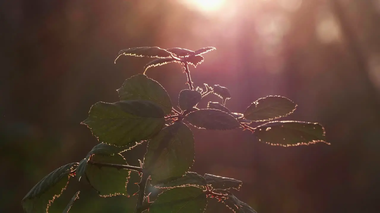 Plant in the sunset in front of a forest in switzerland