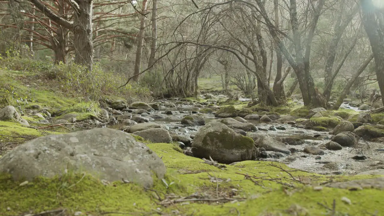 steady shot in the forest with a river and trees