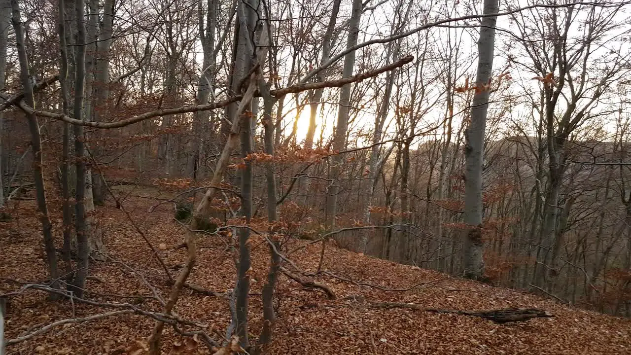 Slowly panning horizontal out of tree revealing an autumn forest at sunrise