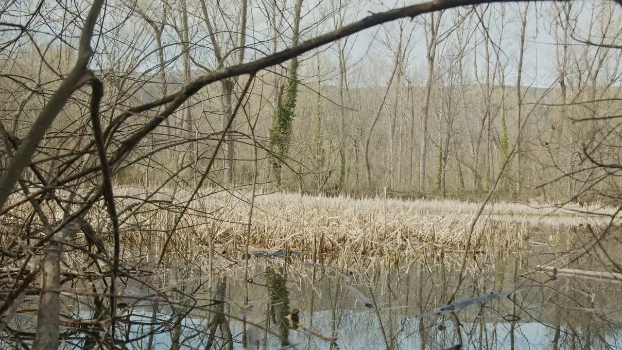 Lake with trees in nature