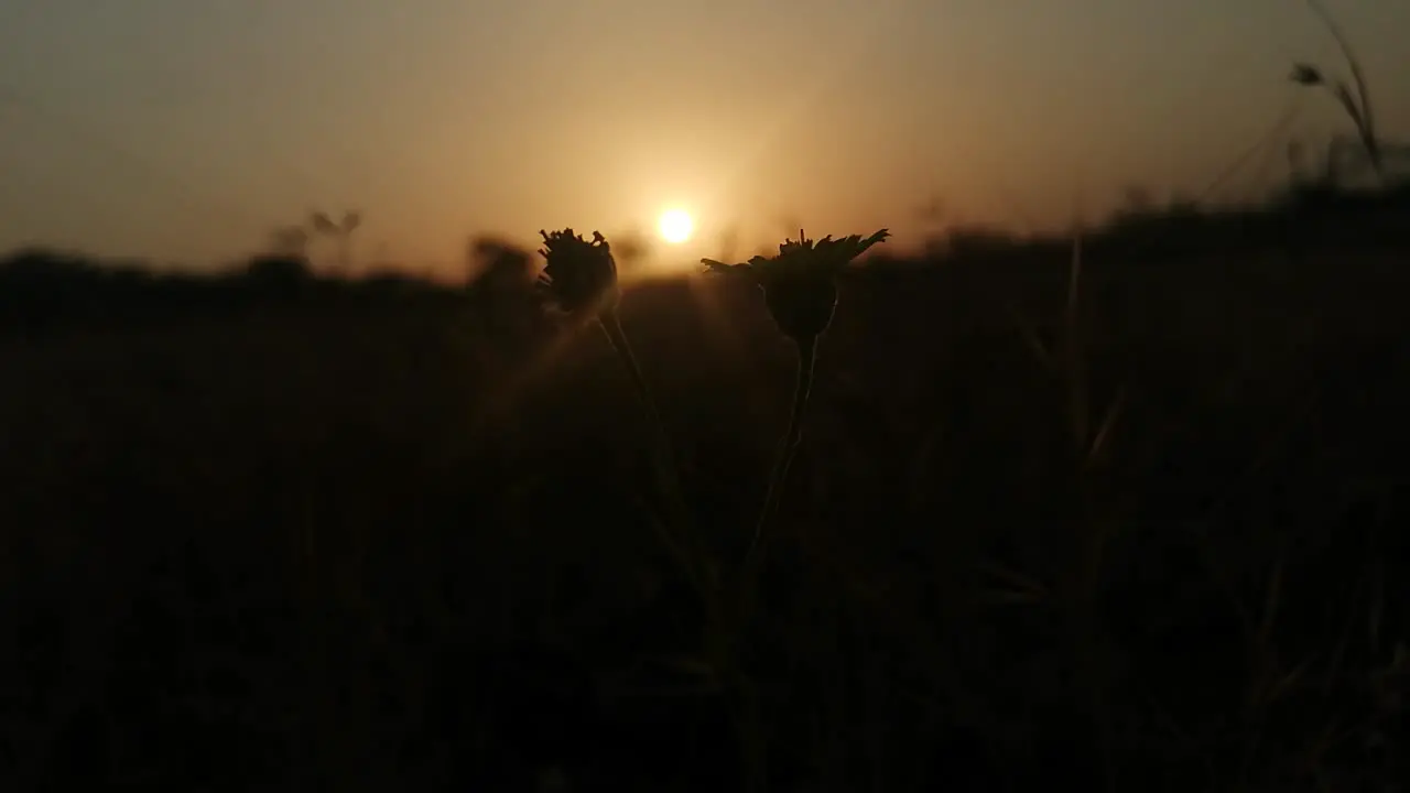 Flowers moving in sunset 